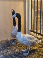 Zwarthalszwanen, Dieren en Toebehoren, Pluimvee, Vrouwelijk