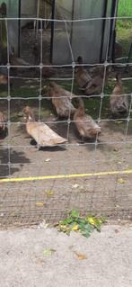 Legeenden, Dieren en Toebehoren, Meerdere dieren