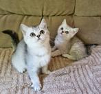 Brits Britse korthaar kittens Silver Shaded & Silver Tabby, Dieren en Toebehoren, Katten en Kittens | Raskatten | Korthaar, Poes