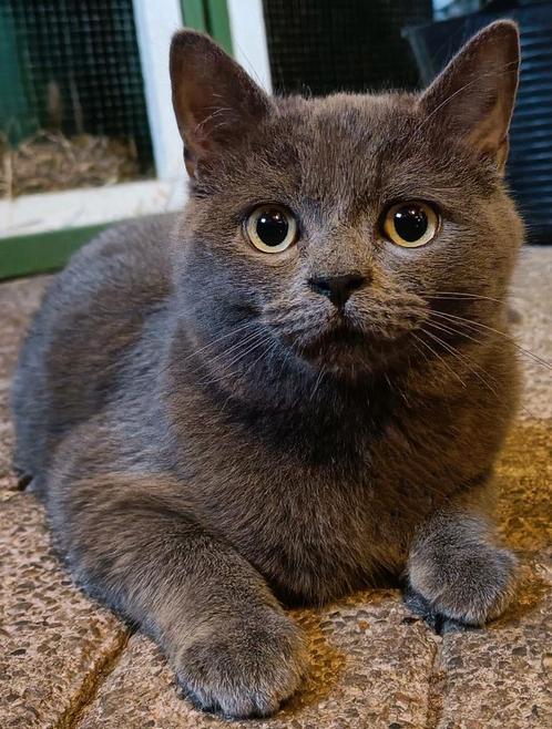 In juli en augustus €10,- korting op het dekgeld, Dieren en Toebehoren, Katten en Kittens | Dekkaters, 0 tot 2 jaar