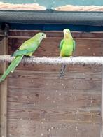 te koop een koppel barraband parkieten, Dieren en Toebehoren, Meerdere dieren, Parkiet, Geringd