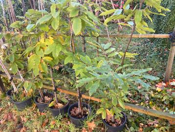 Tamme Castanje bomen €24,50 beschikbaar voor biedingen