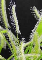 Zaden Drosera capensis 'Alba', Ophalen of Verzenden, Zaad