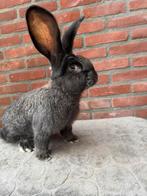 Duitse reuzen, Mannelijk, Groot, 0 tot 2 jaar