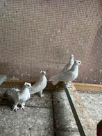Takla, Dieren en Toebehoren