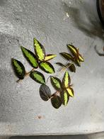 Pellionia repens, Overige soorten, Minder dan 100 cm, Ophalen of Verzenden, Halfschaduw