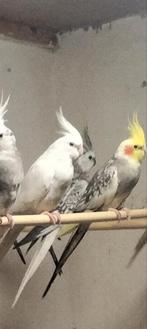 Witte valkparkiet, Dieren en Toebehoren, Mannelijk, Parkiet