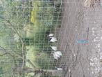 9 parelhoen, Dieren en Toebehoren, Pluimvee, Mannelijk, Eend