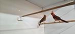 Koppel rode kardinalen, Dieren en Toebehoren, Vogels | Overige Vogels, Meerdere dieren, Tropenvogel