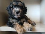 Labradoodle pups multicolour, Overige rassen, CDV (hondenziekte), 8 tot 15 weken, Meerdere
