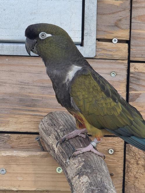 Patagonische rotsparkieten, Dieren en Toebehoren, Vogels | Parkieten en Papegaaien, Parkiet, Meerdere dieren, Geringd