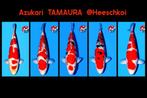 VHQ Tancho gosiki Gin matsuba kohaku yamabuki red karashigoi, Karper of Koi