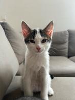 prachtige kittens, Dieren en Toebehoren, Katten en Kittens | Raskatten | Korthaar, Kater, Ontwormd