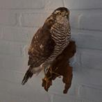 Taxidermie,Taxidermy Opgezette "sperwer" vrouw, Verzamelen, Dierenverzamelingen, Ophalen of Verzenden, Zo goed als nieuw, Vogel