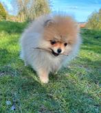 Pomeranian ❤️🐶❤️, Particulier, 8 tot 15 weken, Buitenland, Teef