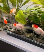 Mooi grote 3 leeuwenkop goudvissen en 1 sluierstaart goudvis, Dieren en Toebehoren, Vis, Zoetwatervis