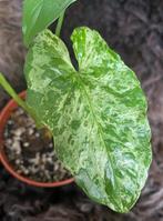 Syngonium podophyllum Mojito, Overige soorten, Minder dan 100 cm, Groene kamerplant, Halfschaduw