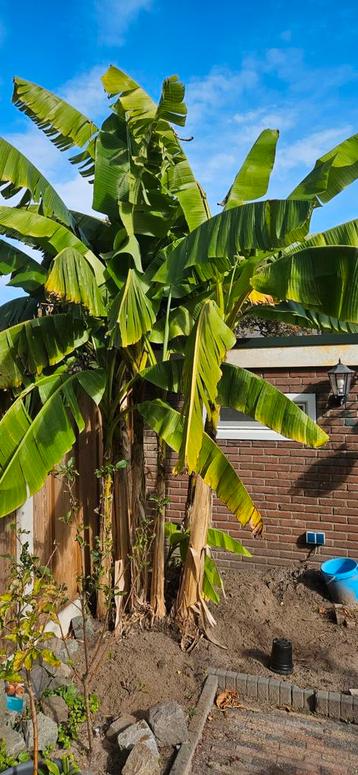 Musa basjoo winterharde bananenplant bananenboom banaan beschikbaar voor biedingen