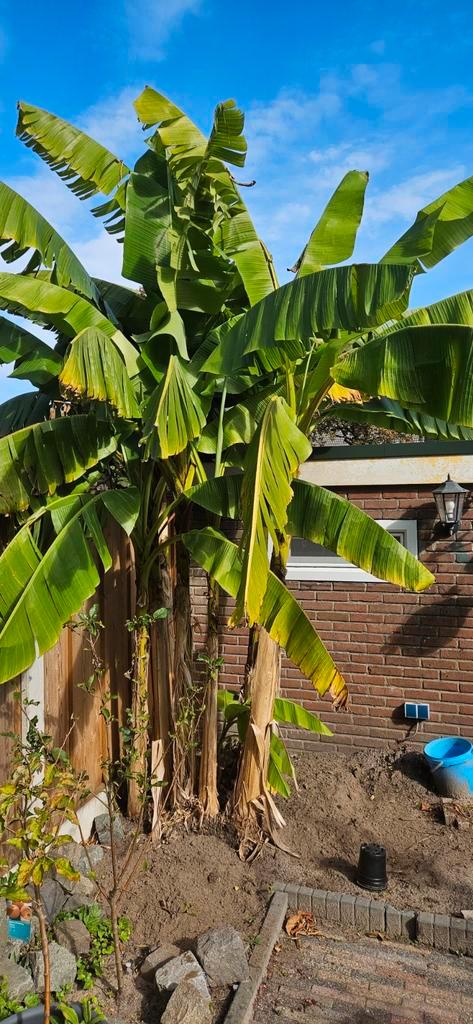 Musa basjoo winterharde bananenplant bananenboom banaan, Tuin en Terras, Planten | Tuinplanten, Ophalen
