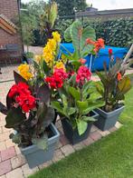 Canna zaden om te ruilen, Ophalen, Voorjaar, Halfschaduw, Zaad
