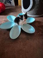 Lieve kittens alleen nog de poesjes, Dieren en Toebehoren, Katten en Kittens | Overige Katten, Meerdere dieren