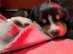 Grote zwitserse sennenhond puppys, Meerdere, Meerdere dieren, Nederland, Particulier