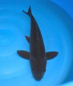 Magoi 45-50 cm Sansai, Karper of Koi