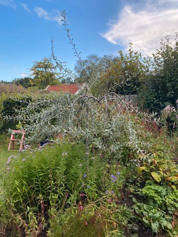 Treur Sierpeer  Pyrus calleryana ‘Chanticleer beschikbaar voor biedingen