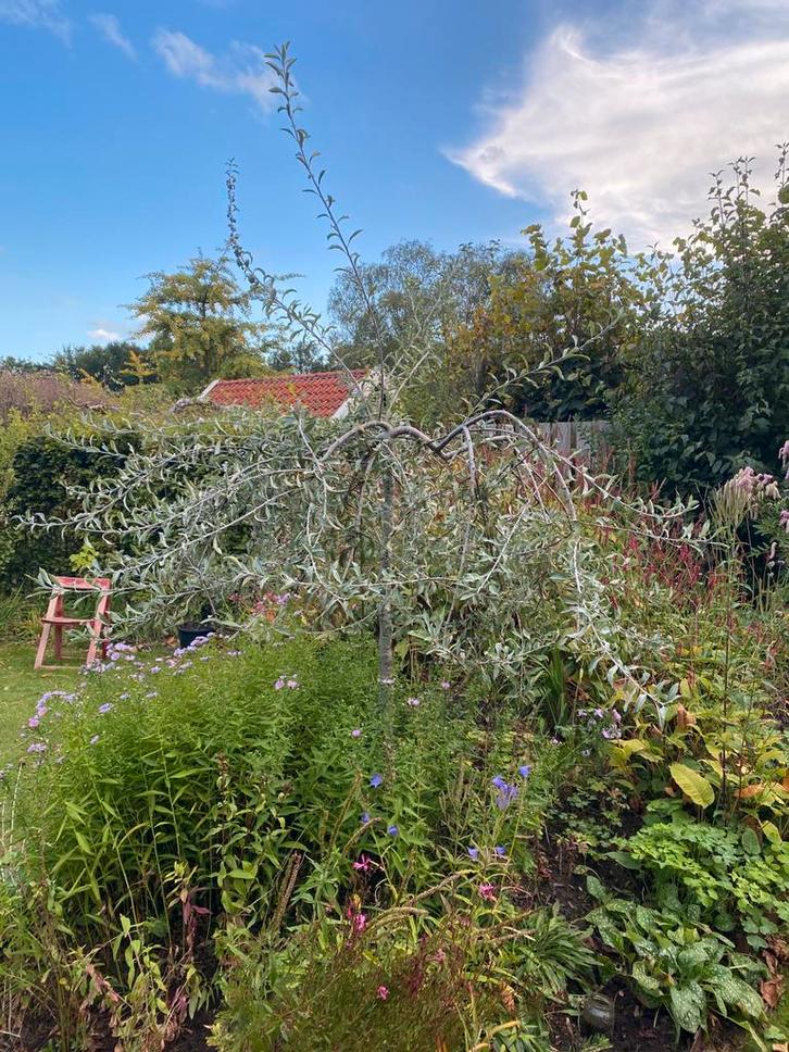 Treur Sierpeer  Pyrus calleryana ‘Chanticleer, Tuin en Terras, Planten | Bomen, Treurboom, 100 tot 250 cm, Ophalen