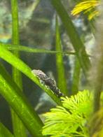 Jonge Ancistrus, algen eter, Ophalen, Plant(en), Steen of Hout