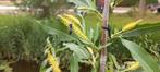 Amandelwilg (Salix Triandra) geworteld en uitgelopen stekjes, Tuin en Terras, Planten | Tuinplanten, Volle zon, Vaste plant, Zomer
