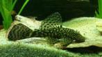 ancistrus € 7,50, Dieren en Toebehoren, Vis, Zoetwatervis