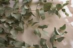 Eucalyptus Takken - Droogbloemen - Vers - 300 gram!, Verzenden, Nieuw