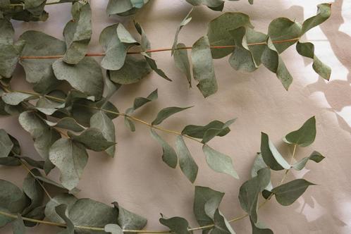 Eucalyptus Takken - Droogbloemen - Vers - 300 gram!, Huis en Inrichting, Woonaccessoires | Droogbloemen, Nieuw, Verzenden