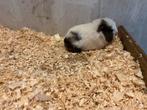 Te koop ch teddy cavias beertjes, Dieren en Toebehoren, Knaagdieren, Oktober, Mannelijk, Cavia
