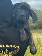 Presa canario 15 weken zoekt een gouden mandje, Overige rassen, CDV (hondenziekte), 8 tot 15 weken, Meerdere