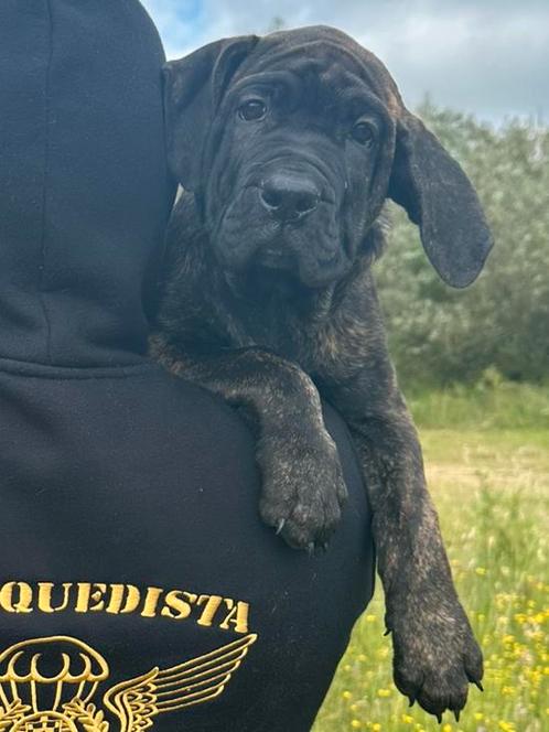 Presa canario 15 weken zoekt een gouden mandje, Dieren en Toebehoren, Honden | Bulldogs, Pinschers en Molossers, Meerdere dieren