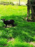 dwerggeitjes, Dieren en Toebehoren, Schapen, Geiten en Varkens, Vrouwelijk, Geit, 0 tot 2 jaar