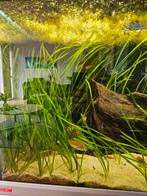 Vallisneria Spiralis en Salvinia Minima, Ophalen of Verzenden, Zo goed als nieuw, Plant(en), Steen of Hout