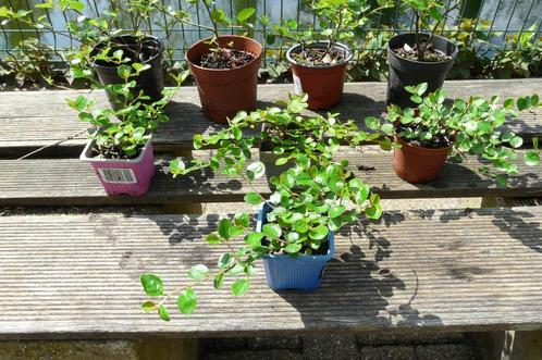 Cotoneaster horizontalis, Tuin en Terras, Planten | Tuinplanten, Vaste plant, Overige soorten, Halfschaduw, Lente, Ophalen