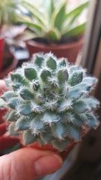 Echeveria Setosa de Minuta vetplant succulent, Huis en Inrichting, Kamerplanten, Vetplant, Ophalen of Verzenden, In pot, Minder dan 100 cm