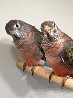 Koppels wildkleur Bourke parkieten (2025), Meerdere dieren, Geringd