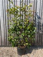 Photinia Red Robin glansmispel haagelement 180 cm euro 125,-, Ophalen of Verzenden, Overige soorten, Haag, 100 tot 250 cm