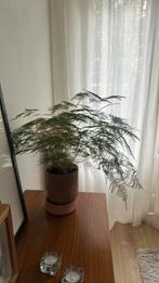 ASPARAGUS SETACEUS. Interior plant, Huis en Inrichting, Kamerplanten, Ophalen