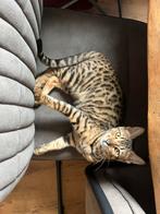 Bengaal kittens ( nog 1 poes), Dieren en Toebehoren, Katten en Kittens | Raskatten | Korthaar, Poes, Gechipt