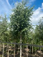 Xl berken elzen. Liquidambar. Lirondenron . Platanen, Ophalen of Verzenden, Volle zon