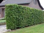 fagus sylvatica beukenhaag 60/80cm €3,75, Ophalen, Beukenhaag, Minder dan 100 cm