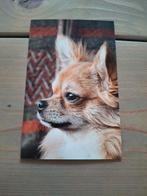 Ansichtkaart Chihuahua, Verzenden, 1980 tot heden, Ongelopen, Hond of Kat