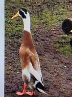 GEZOCHT BROED EIEREN., Meerdere dieren, Eend