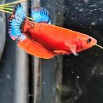 Betta splendens vrouw, Vis